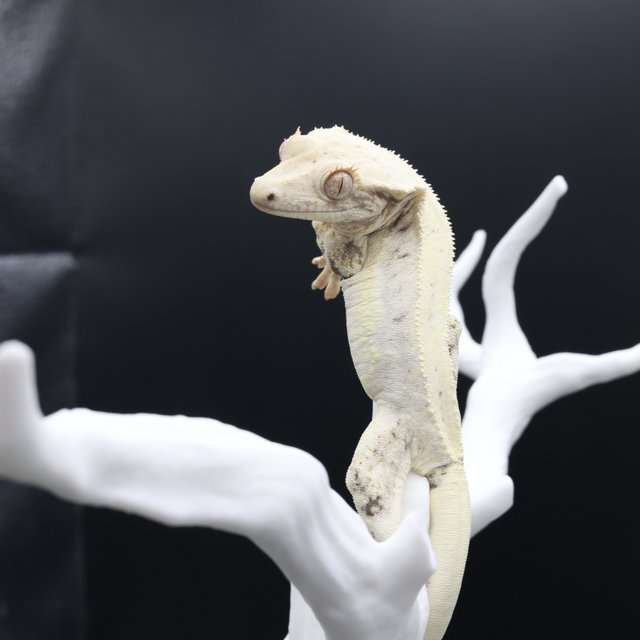 릴리화이트 솔리드백