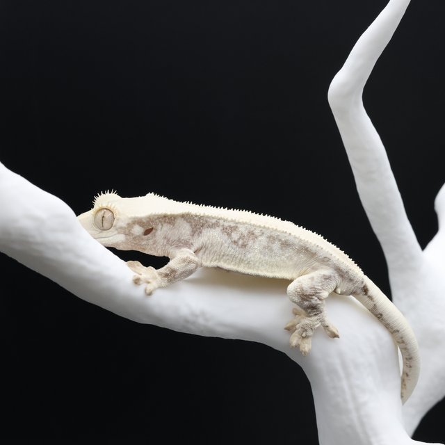 릴리화이트 솔리드백 화이트