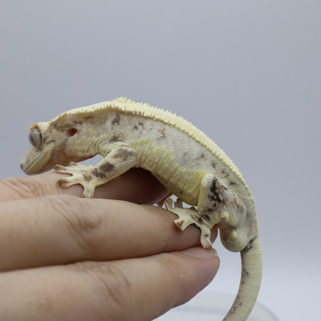 릴리화이트 화이트핀 화이트