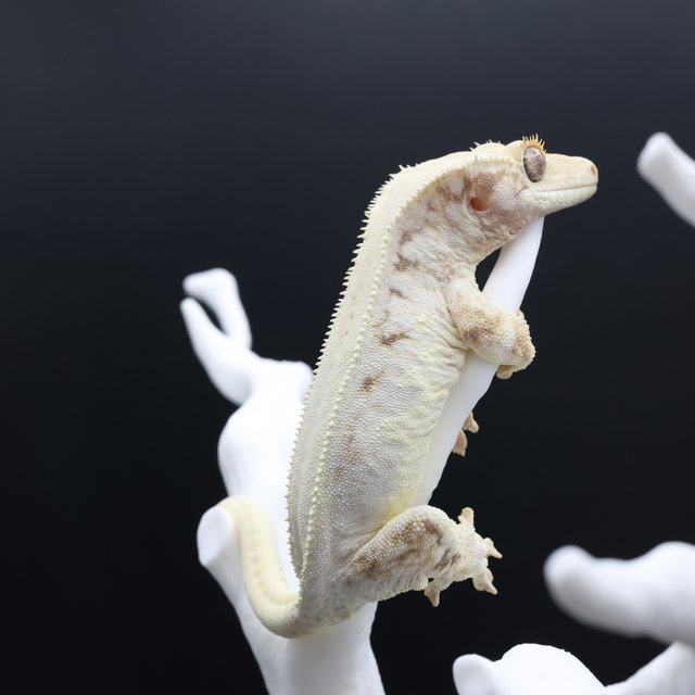 릴리화이트 솔리드백