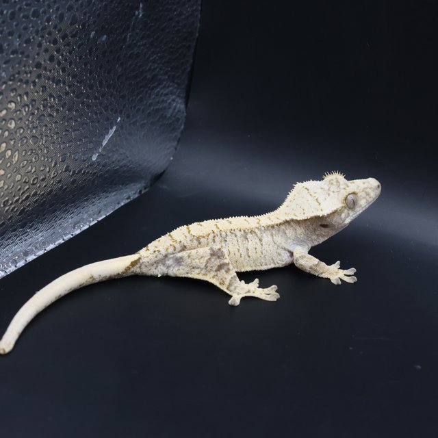 노멀 익스트림할리퀸 드리피 화이트스팟