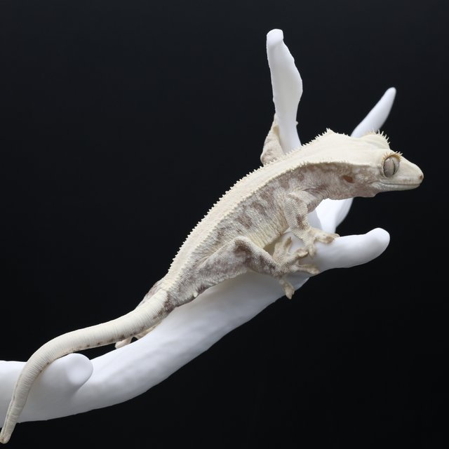 릴리화이트 솔리드백 화이트