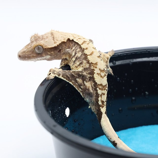 노멀 트라이 화이트포트홀 화이트핀 화이트스팟 익스트림할리퀸