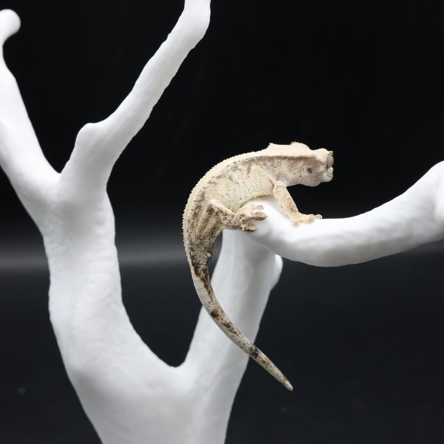 노멀 솔리드백 화이트스팟 화이트핀 화이트