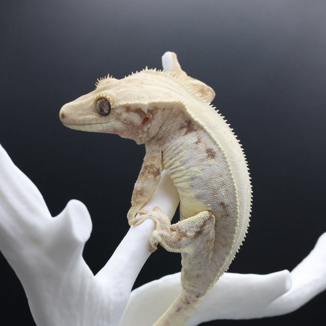 릴리화이트 솔리드백