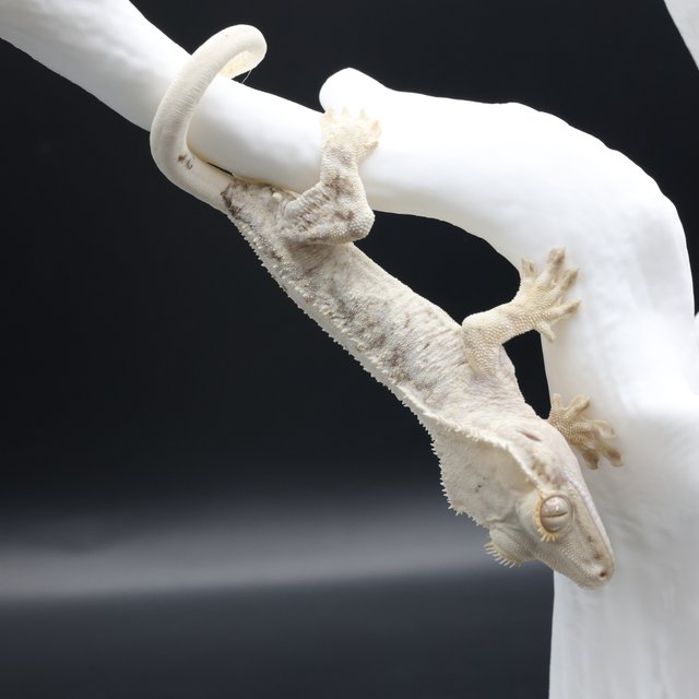 릴리화이트 화이트