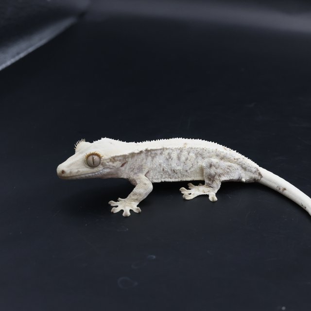 릴리화이트 화이트