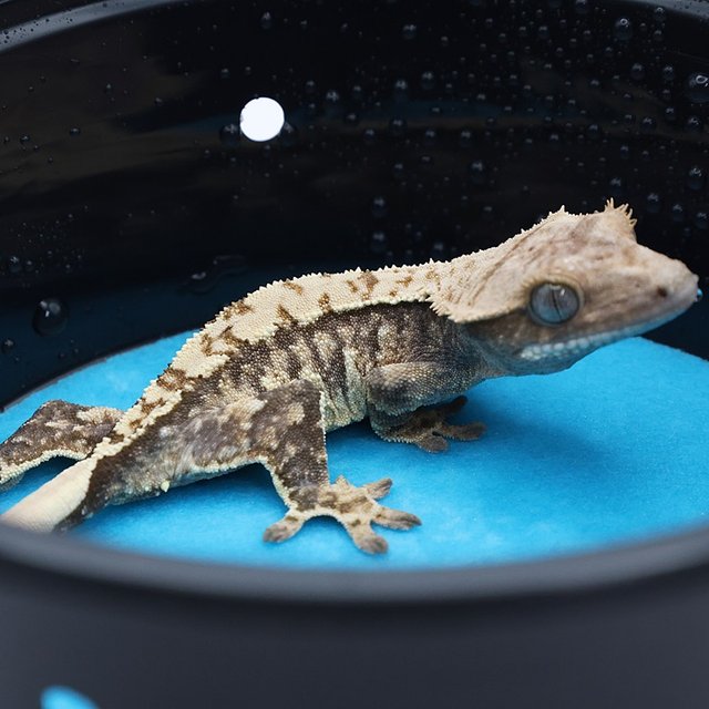 노멀 트라이 화이트포트홀 화이트핀 화이트스팟 익스트림할리퀸