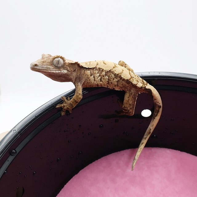 노멀 익스트림할리퀸 화이트스팟 화이트포트홀 화이트핀