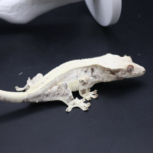 릴리화이트 솔리드백