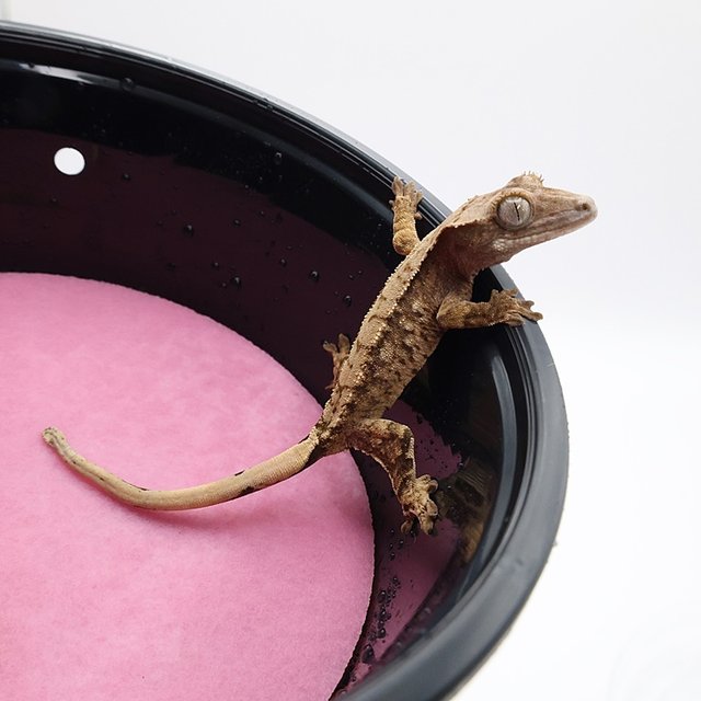 노멀 익스트림할리퀸 화이트스팟 화이트포트홀 화이트핀