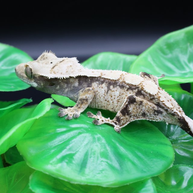 노멀 익스트림할리퀸 화이트스팟 화이트포트홀 화이트핀 화이트