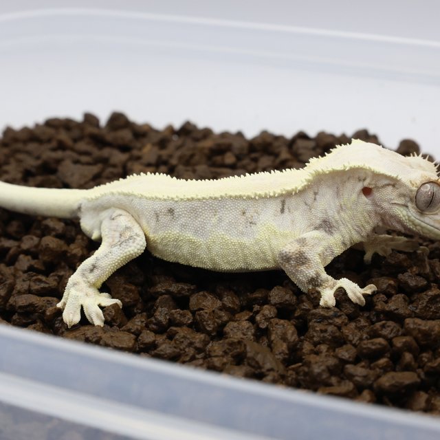 릴리화이트 화이트핀 화이트