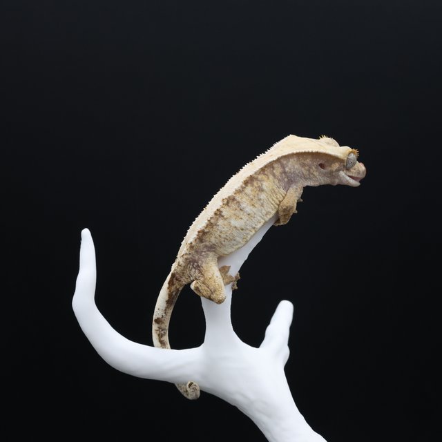 노멀 익스트림할리퀸 화이트