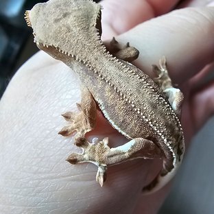 릴리화이트 팬텀