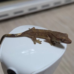 바이 패턴리스