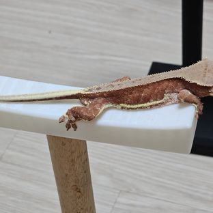 릴리화이트 팬텀 레드