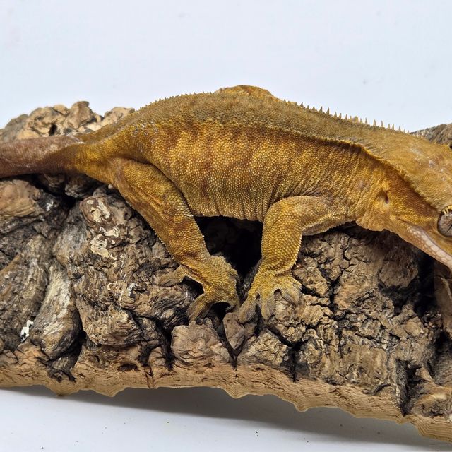 100%헷아잔틱 패턴리스