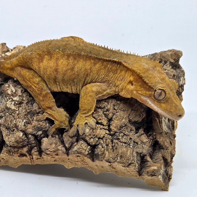 100%헷아잔틱 패턴리스