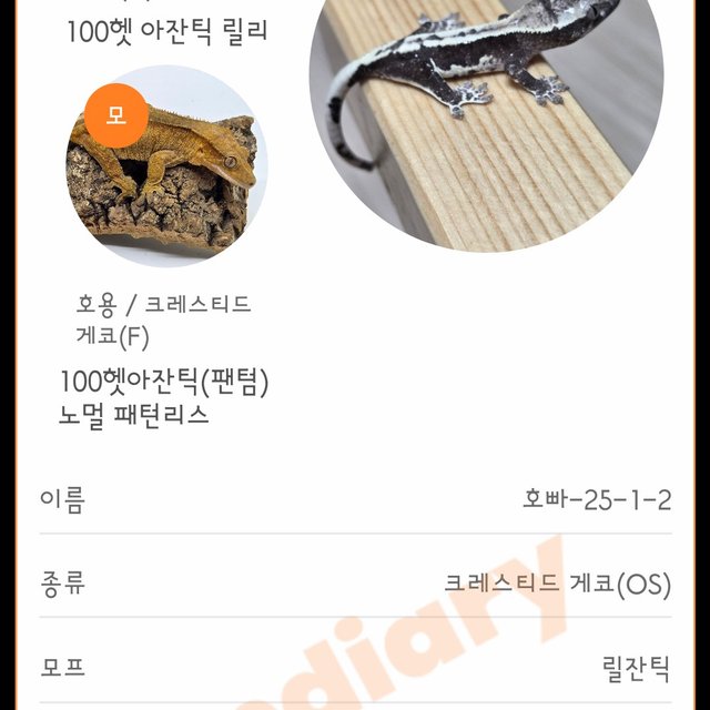 릴리100%헷아잔틱 팬텀