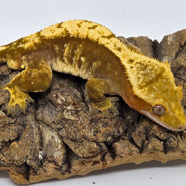 100%헷아잔틱 익스트림할리퀸