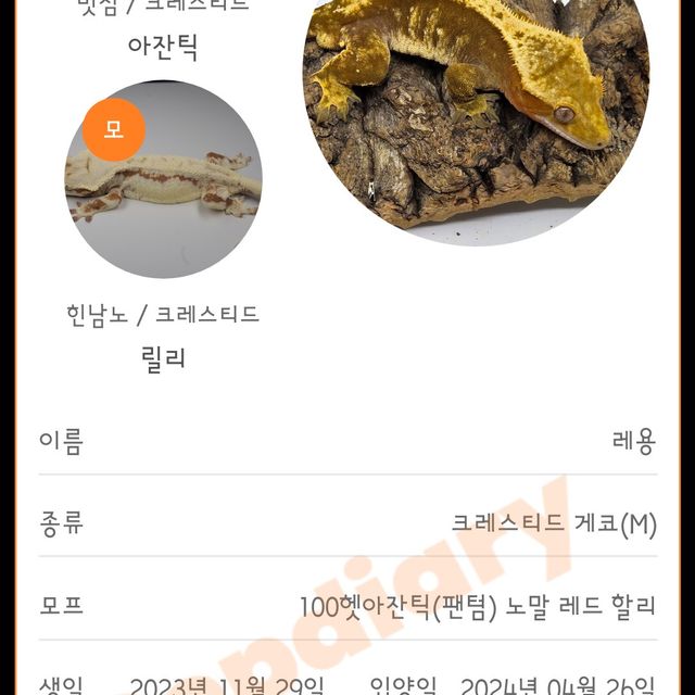 100%헷아잔틱