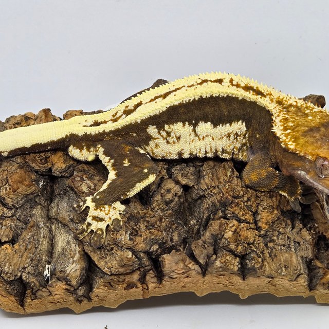 릴리100%헷아잔틱 팬텀