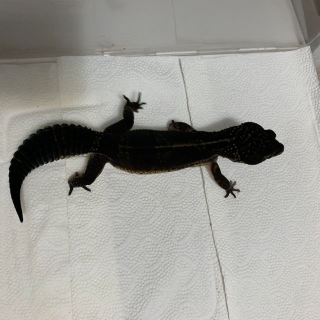 블랙나이트