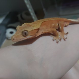 바이 레드 화이트포트홀