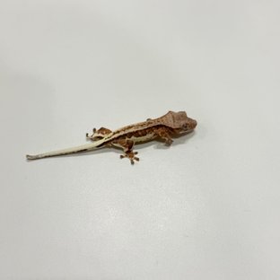 프라푸치노 레드