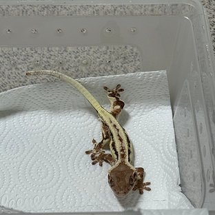 초바
