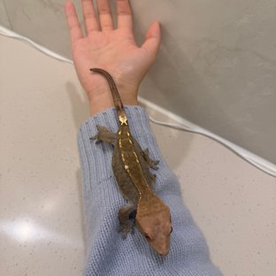 레아