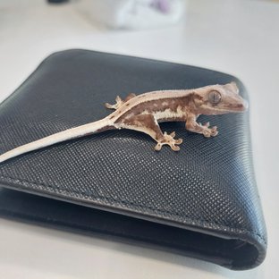 릴리화이트 레드