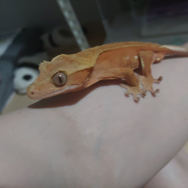 바이 레드 화이트포트홀