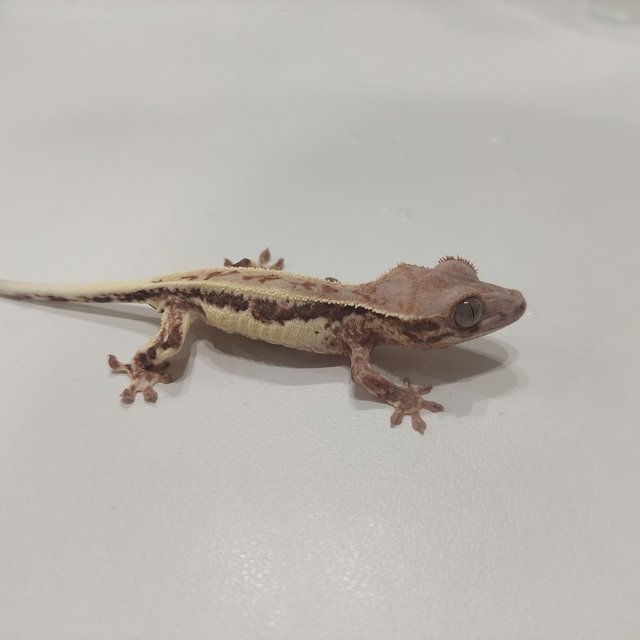 프라푸치노 레드