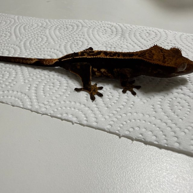 카푸치노 다크 레드