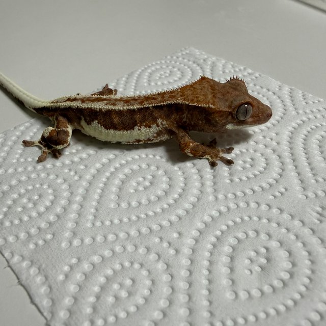 프라푸치노 레드