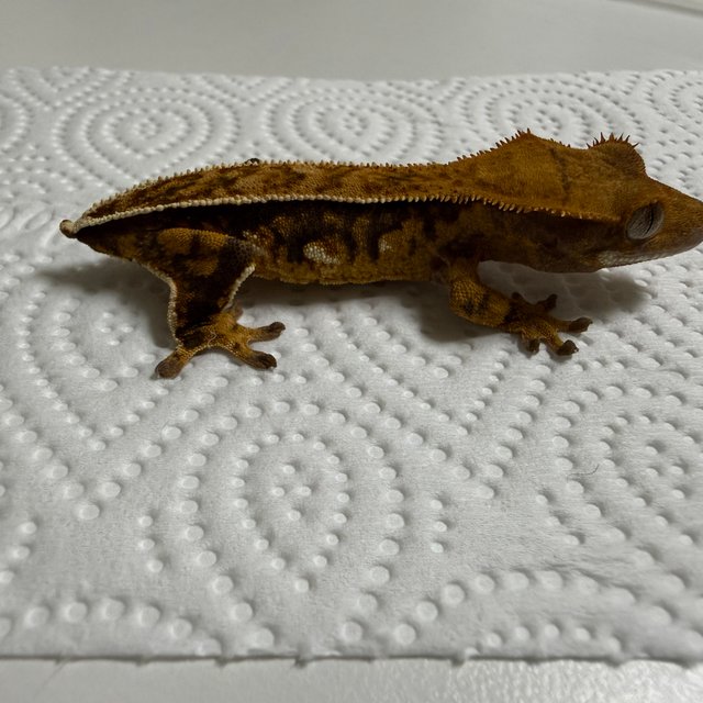 노멀 트라이 레드