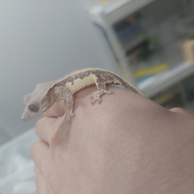 프라푸치노 레드