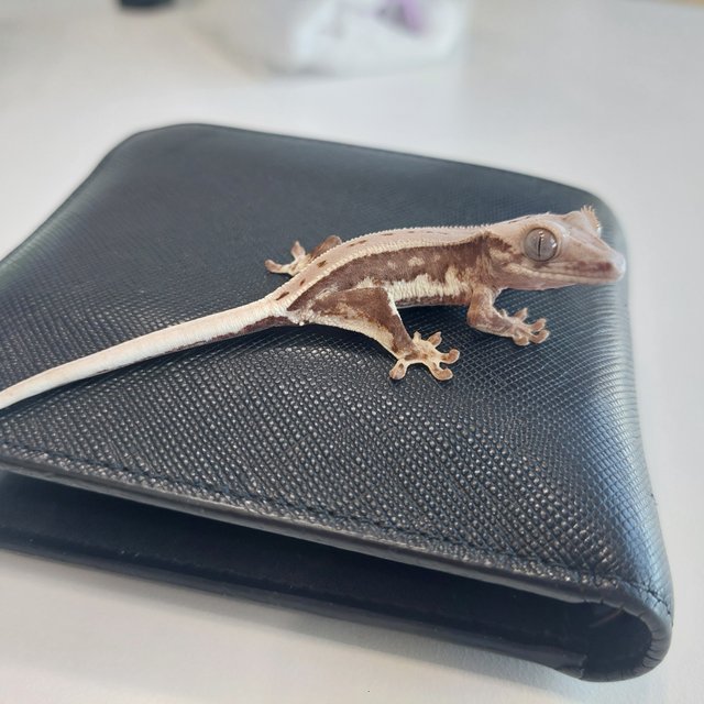 릴리화이트 레드