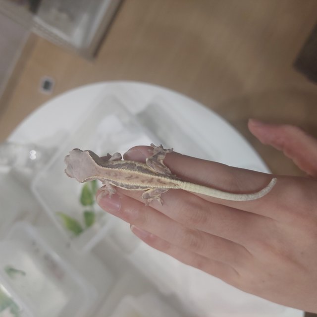 프라푸치노 레드