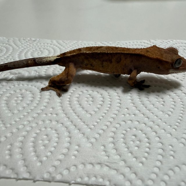 팬텀 카푸치노 레드