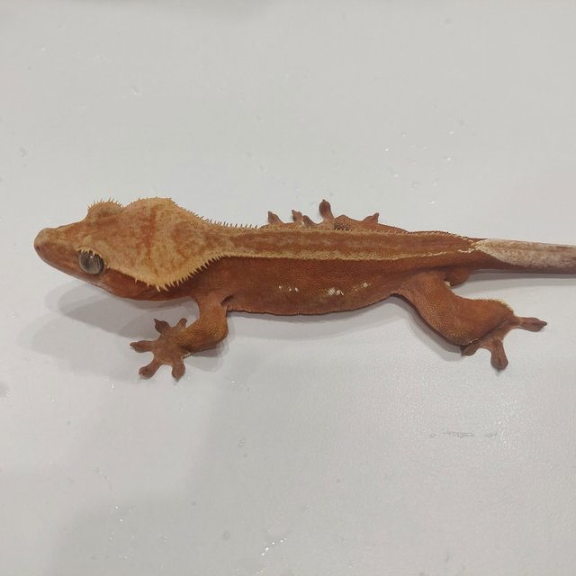 바이 레드 화이트포트홀