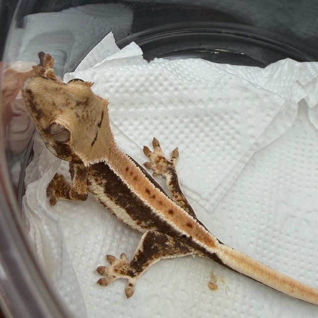 릴리100%헷아잔틱