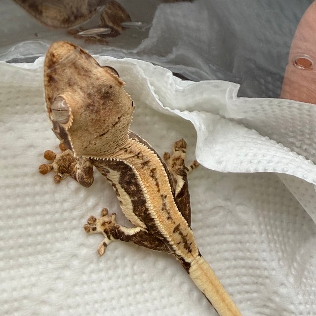 릴리100%헷아잔틱