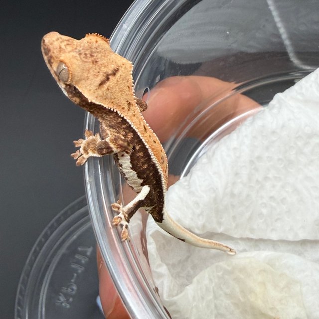 릴리100%헷아잔틱