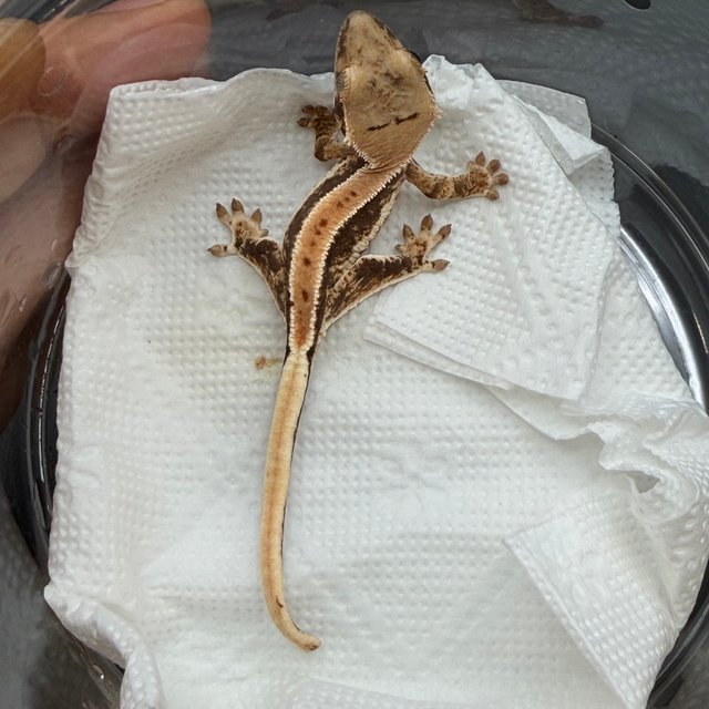 릴리100%헷아잔틱