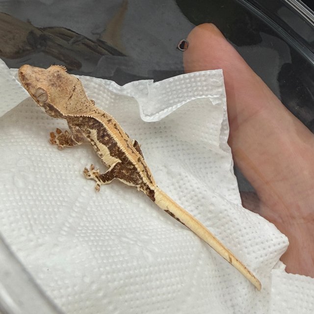 릴리100%헷아잔틱