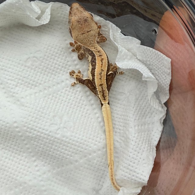 릴리100%헷아잔틱