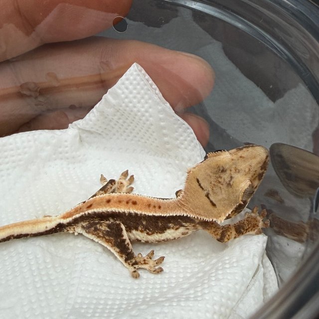 릴리100%헷아잔틱